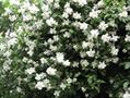 wild mock-orange  ، syringa